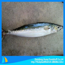 Frozen Pacific Mackerel Fish Seafrozen À usage commun